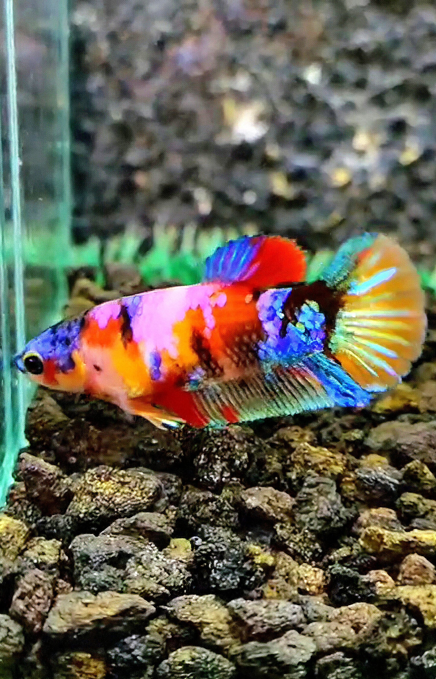 FEMALE PLAKAT GALAXY MULTICOLOR BETTA FISH