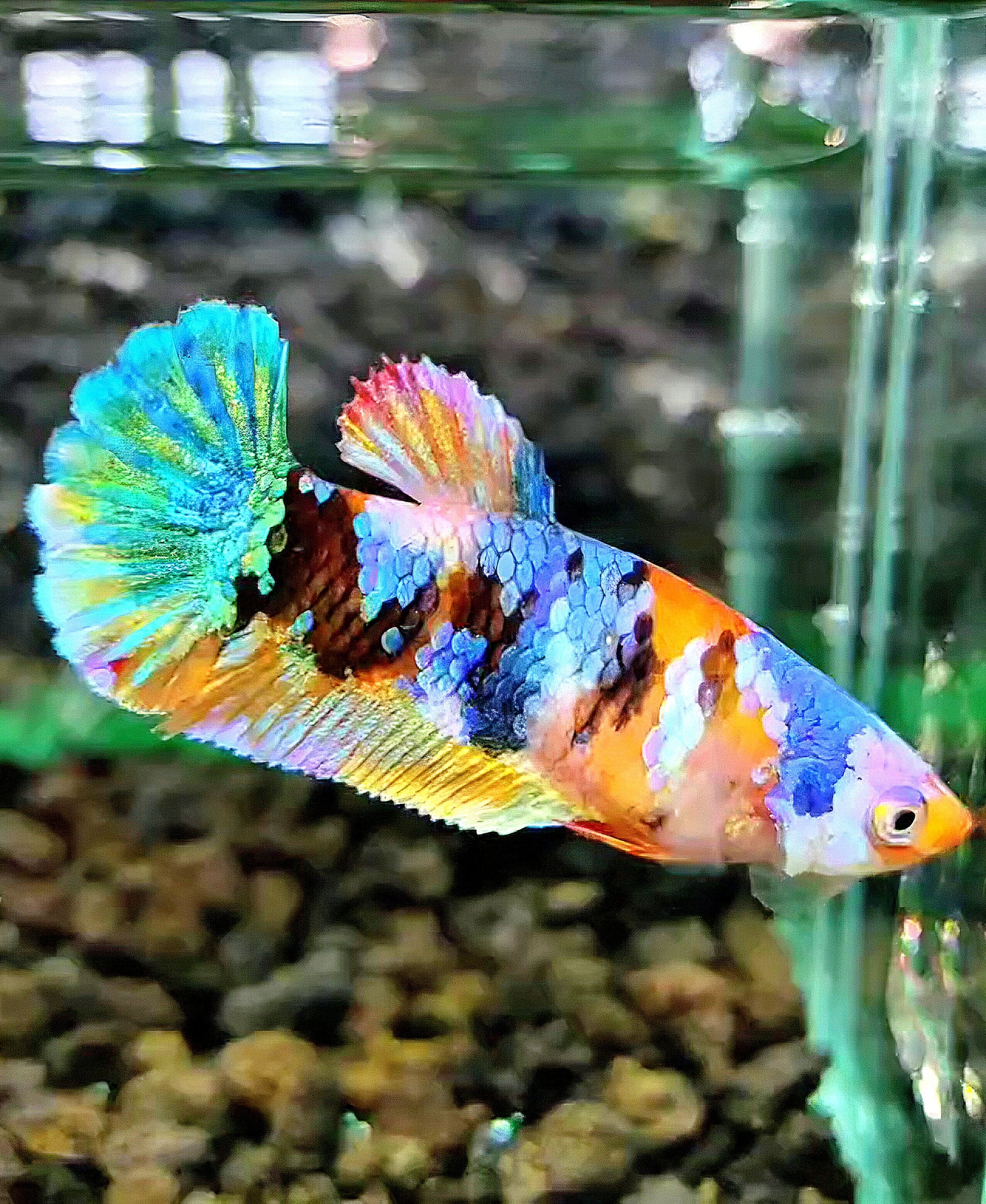 FEMALE PLAKAT GALAXY MULTICOLOR BETTA FISH