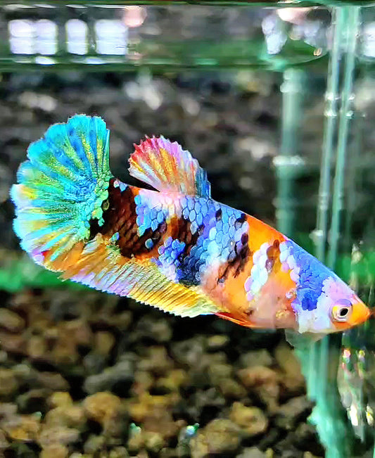 FEMALE PLAKAT GALAXY MULTICOLOR BETTA FISH