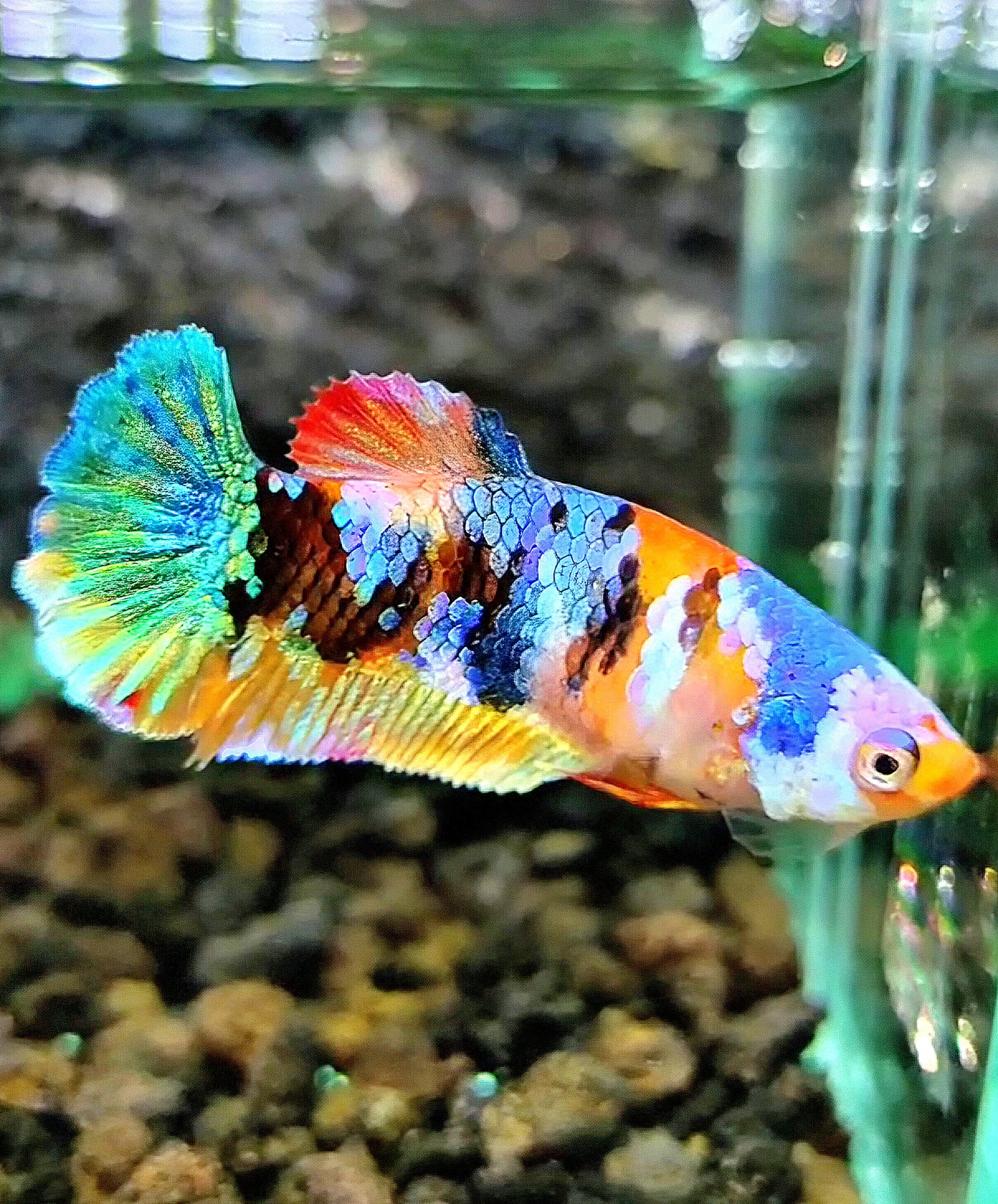 FEMALE PLAKAT GALAXY MULTICOLOR BETTA FISH