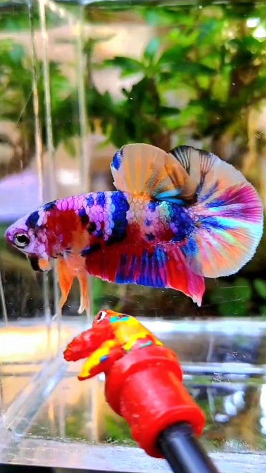PLAKAT RAINBOW PURPLE GALAXY MULTICOLOR BETTA FISH