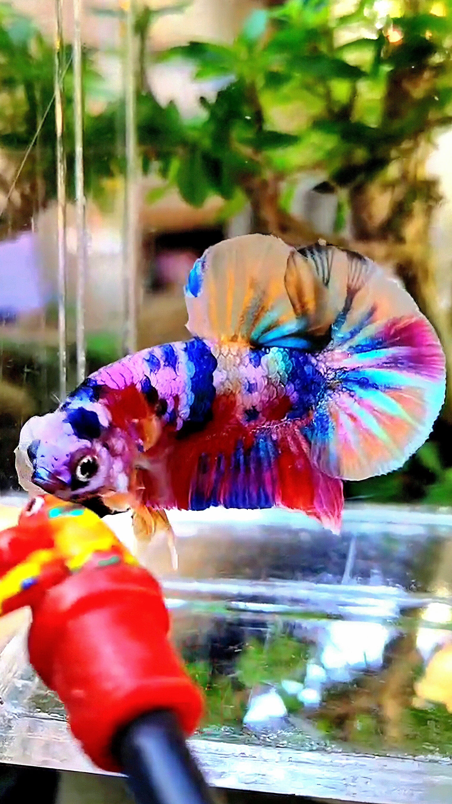 PLAKAT RAINBOW PURPLE GALAXY MULTICOLOR BETTA FISH