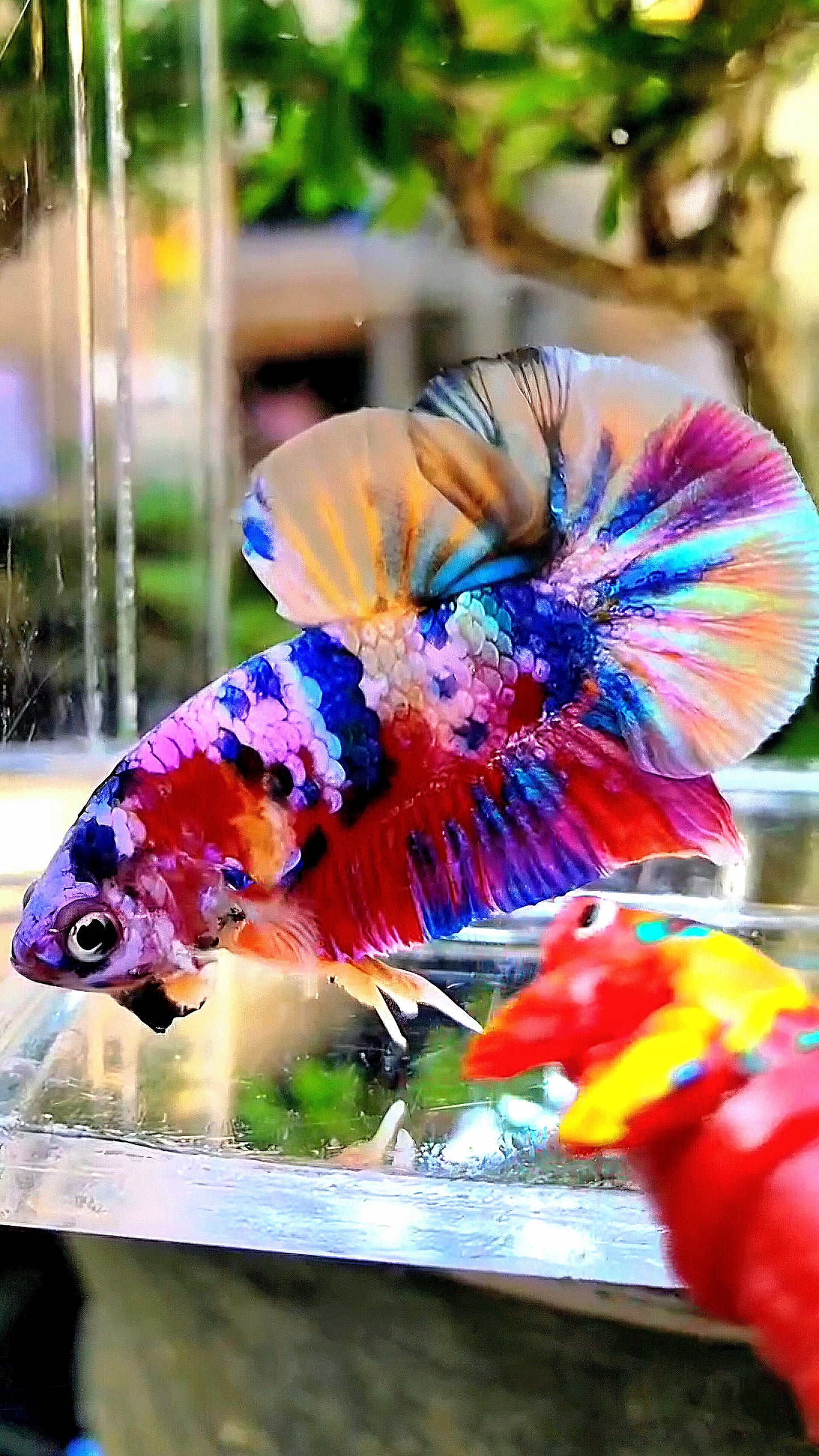 PLAKAT RAINBOW PURPLE GALAXY MULTICOLOR BETTA FISH