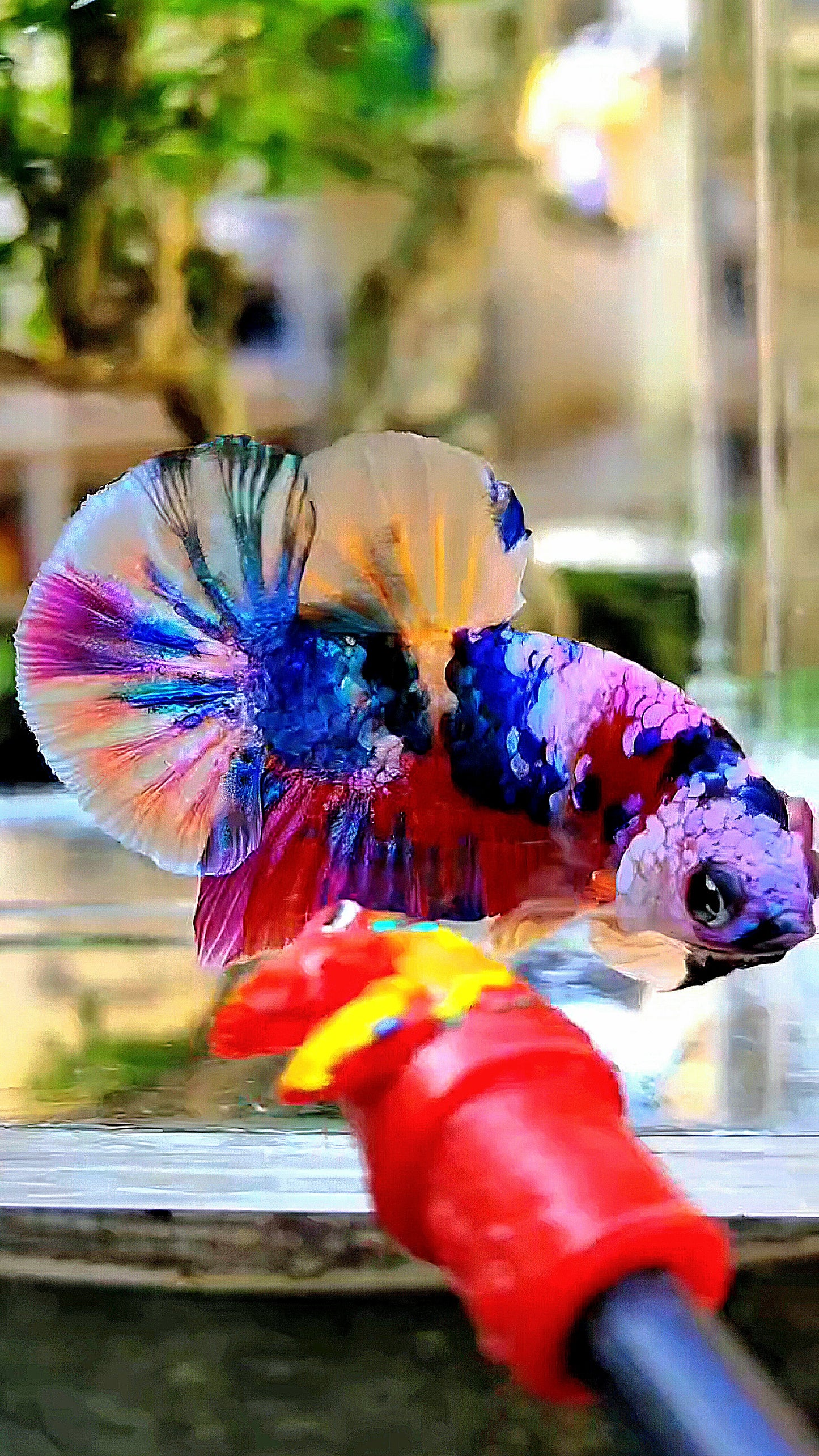 PLAKAT RAINBOW PURPLE GALAXY MULTICOLOR BETTA FISH