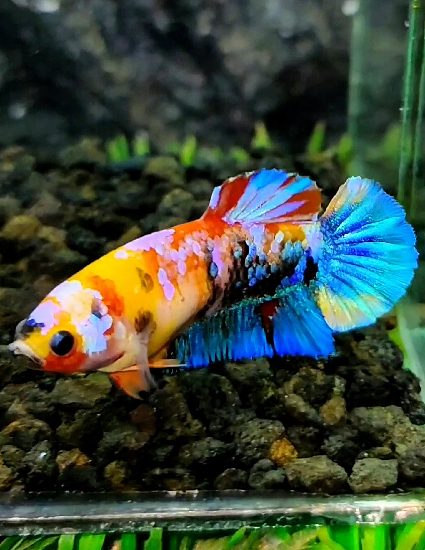 FEMALE PLAKAT GALAXY MULTICOLOR BETTA FISH