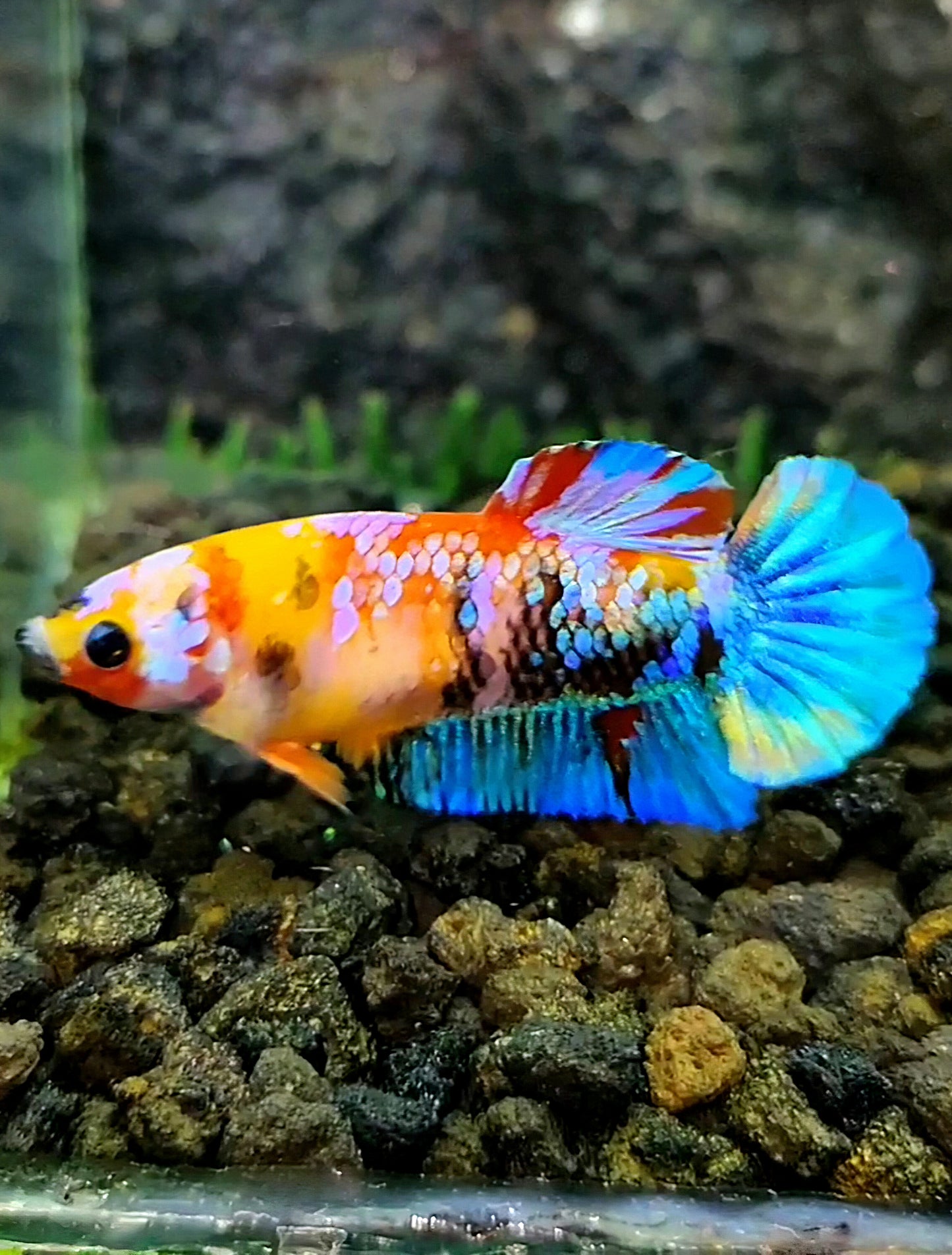 FEMALE PLAKAT GALAXY MULTICOLOR BETTA FISH