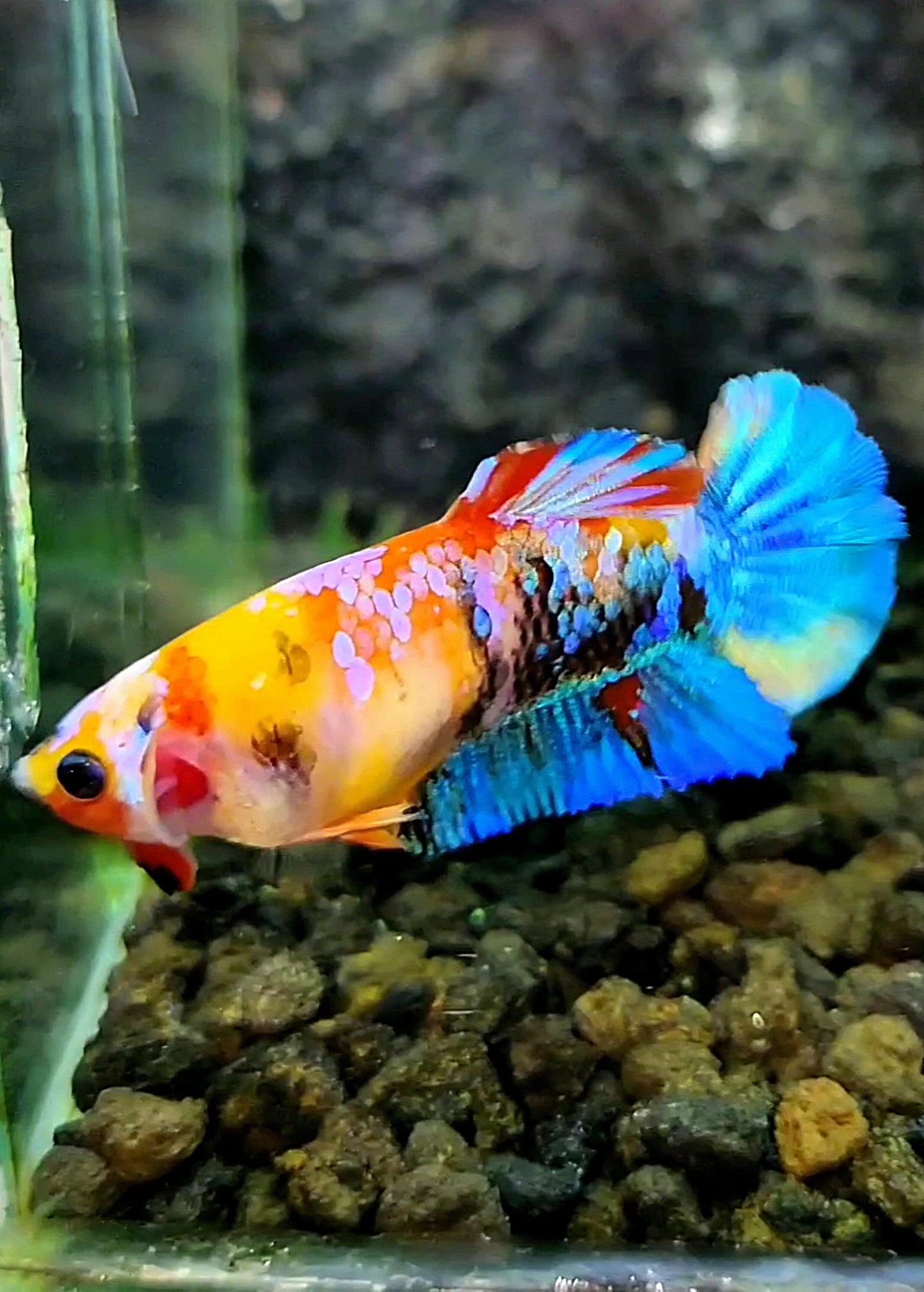 FEMALE PLAKAT GALAXY MULTICOLOR BETTA FISH