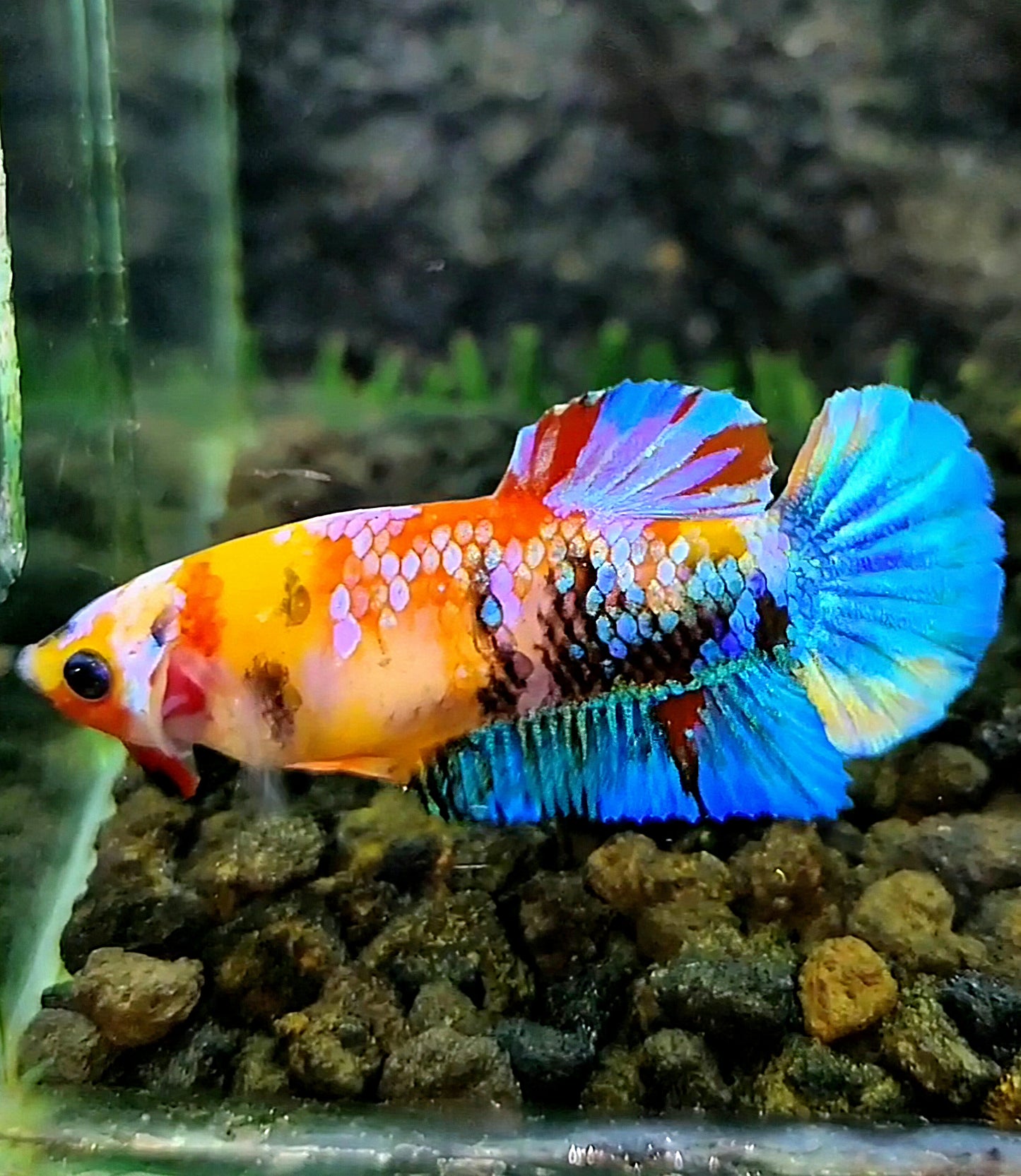 FEMALE PLAKAT GALAXY MULTICOLOR BETTA FISH