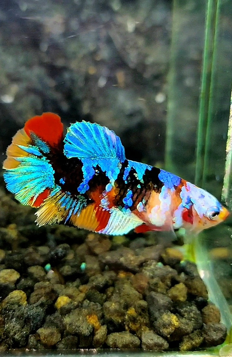 FEMALE PLAKAT BLACK KOI GALAXY MULTICOLOR BETTA FISH