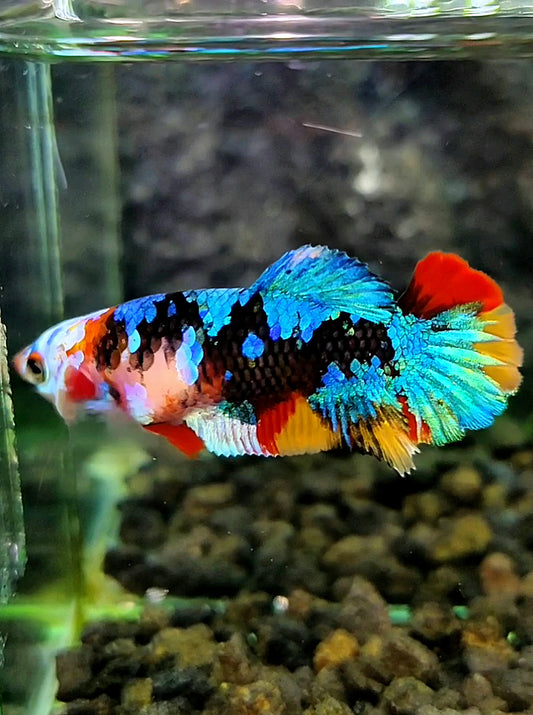FEMALE PLAKAT BLACK KOI GALAXY MULTICOLOR BETTA FISH