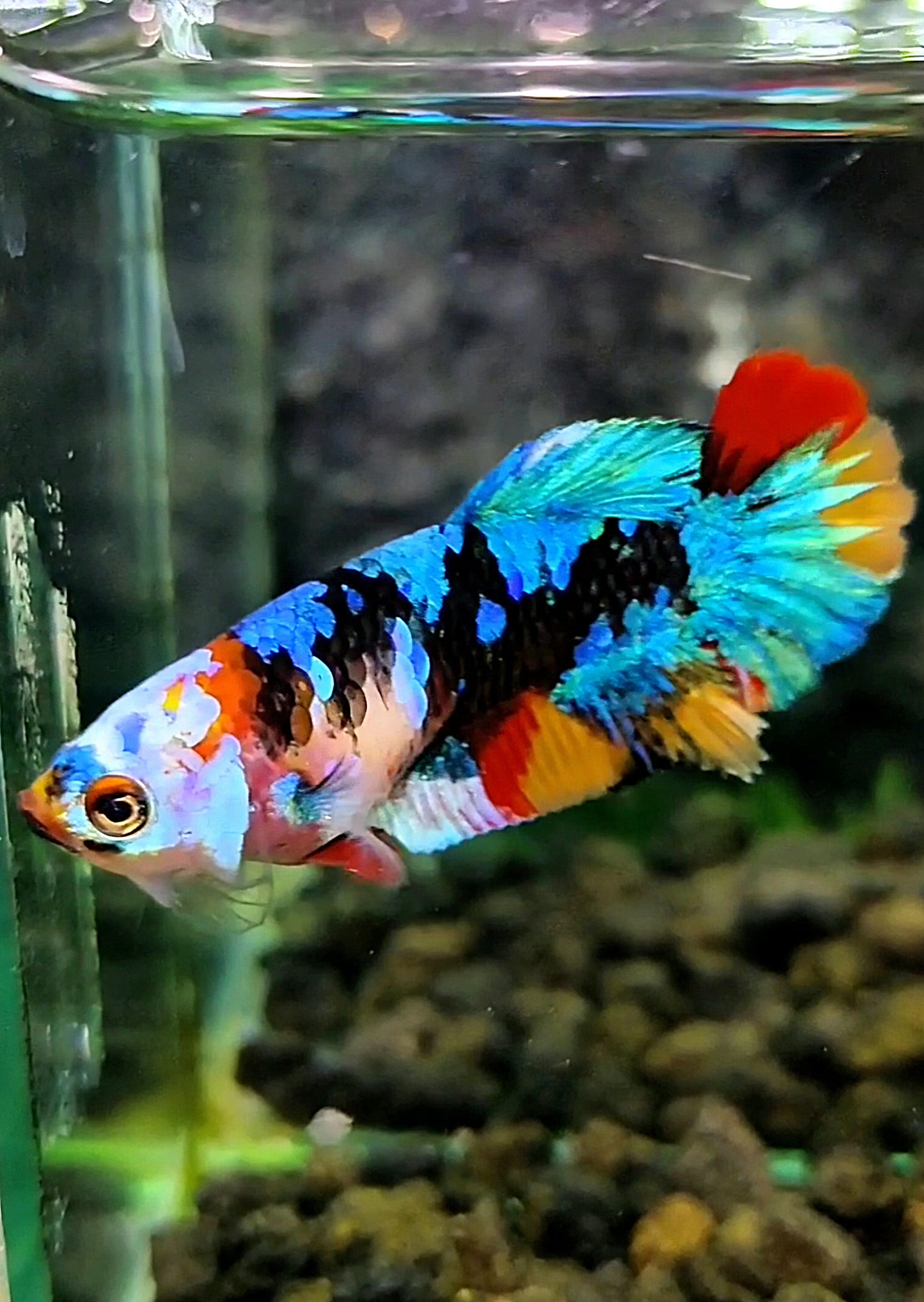 FEMALE PLAKAT BLACK KOI GALAXY MULTICOLOR BETTA FISH