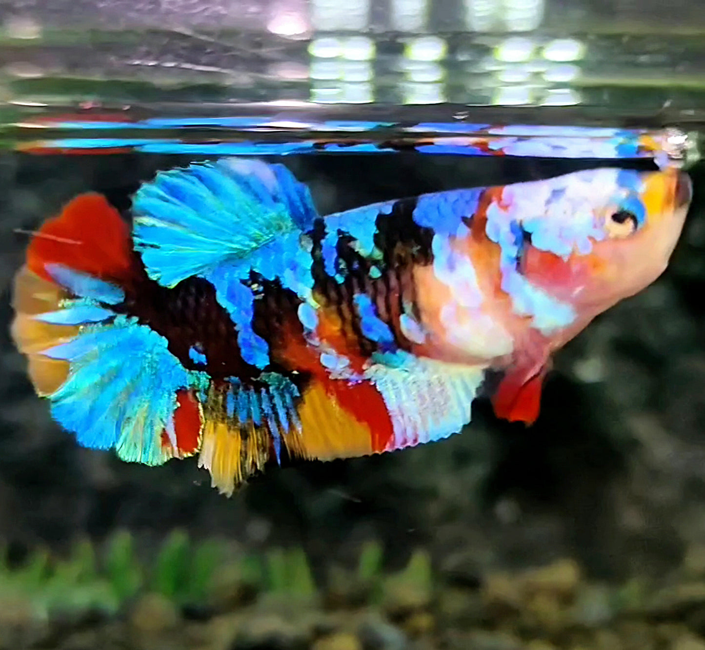 FEMALE PLAKAT BLACK KOI GALAXY MULTICOLOR BETTA FISH