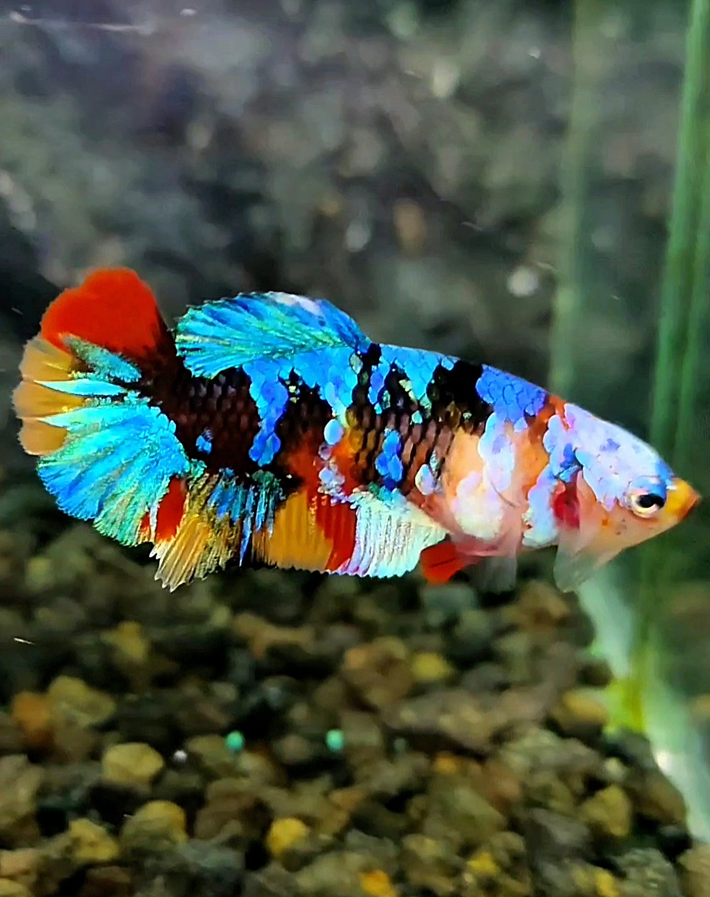 FEMALE PLAKAT BLACK KOI GALAXY MULTICOLOR BETTA FISH