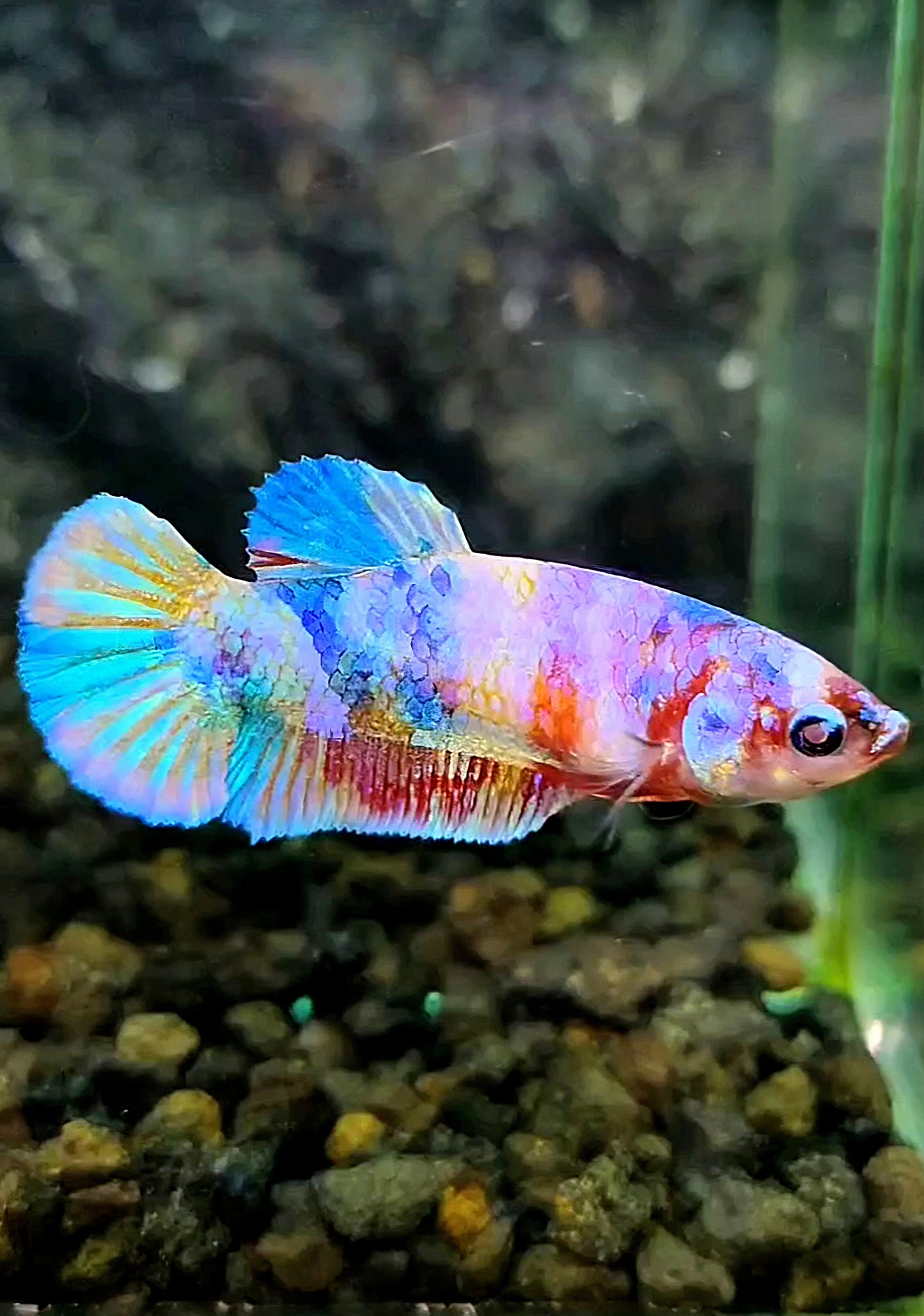 FEMALE PLAKAT CANDY GALAXY MULTICOLOR BETTA FISH