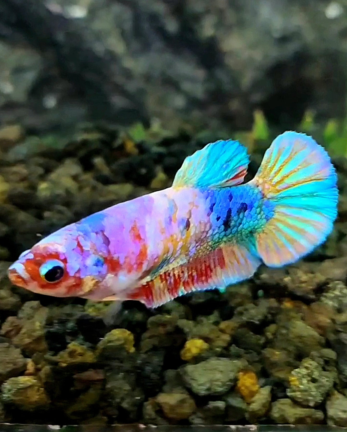 FEMALE PLAKAT CANDY GALAXY MULTICOLOR BETTA FISH