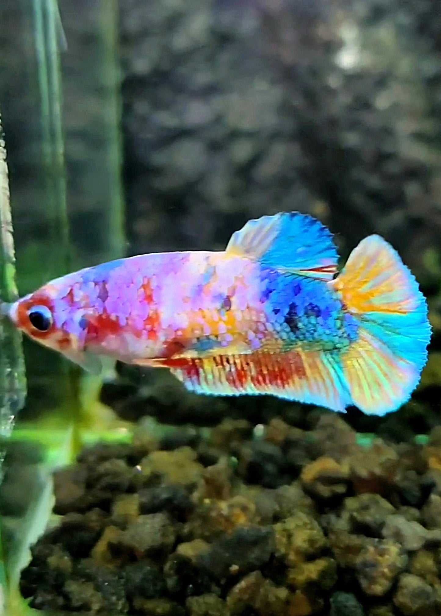 FEMALE PLAKAT CANDY GALAXY MULTICOLOR BETTA FISH