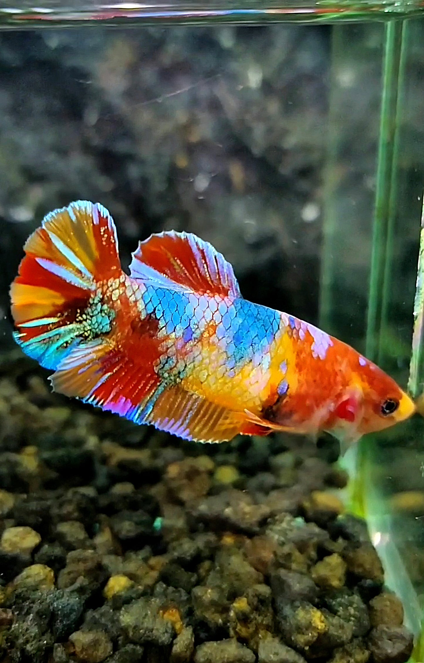FEMALE PLAKAT RAINBOW ORANGE GALAXY MULTICOLOR BETTA FISH