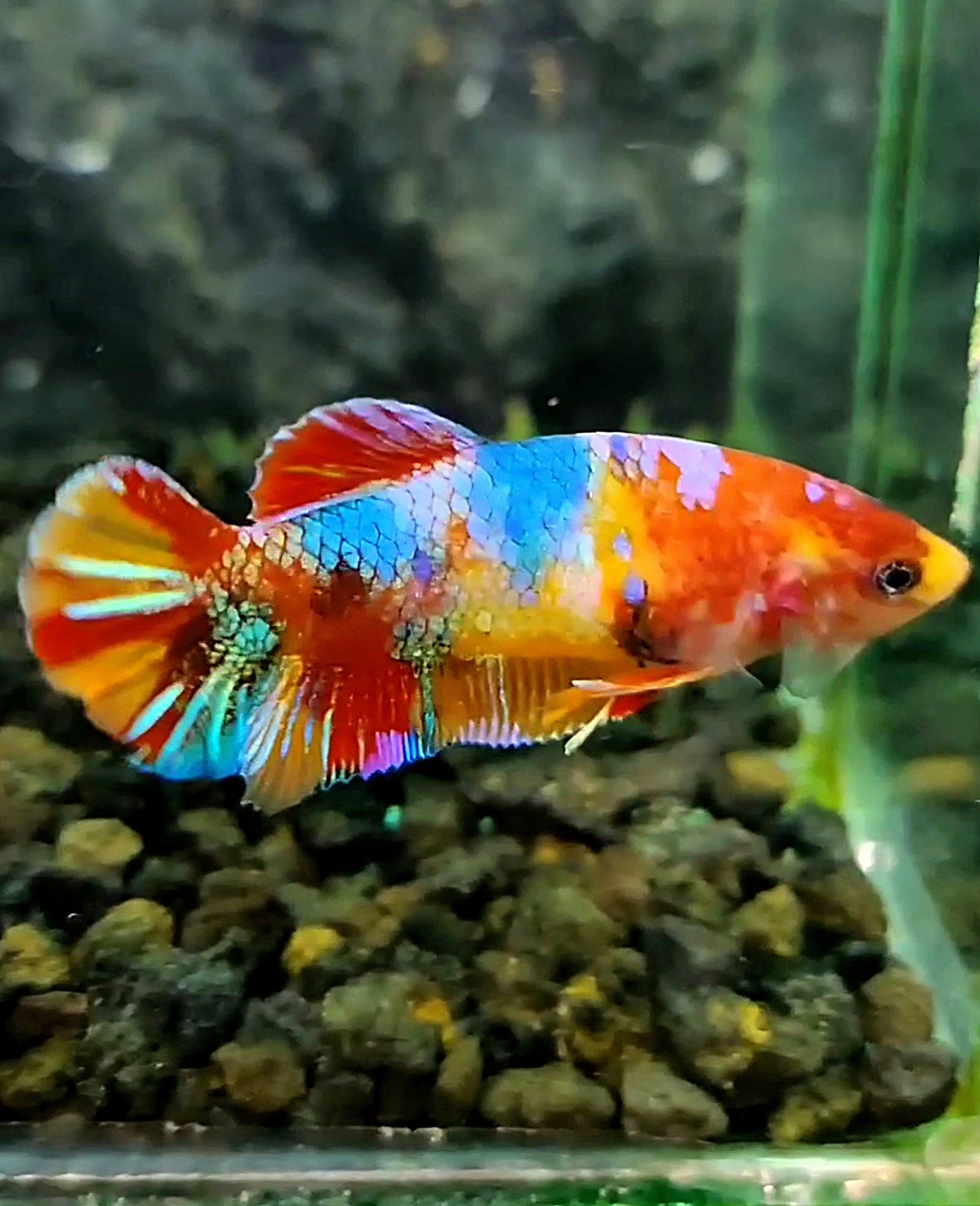 FEMALE PLAKAT RAINBOW ORANGE GALAXY MULTICOLOR BETTA FISH