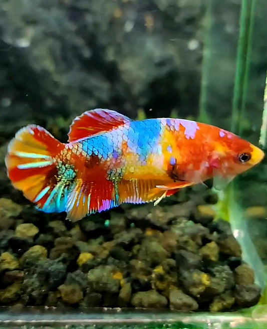 FEMALE PLAKAT RAINBOW ORANGE GALAXY MULTICOLOR BETTA FISH
