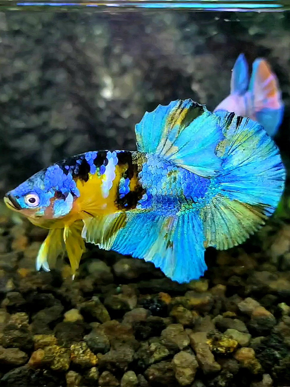 PLAKAT YELLOW KOI GALAXY BLUE BETTA FISH