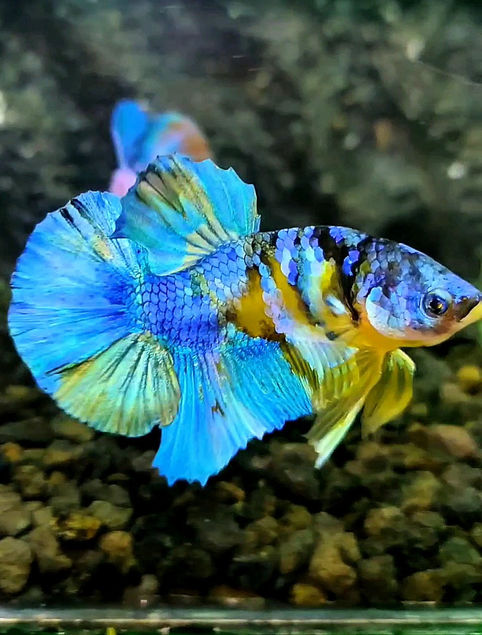 PLAKAT YELLOW KOI GALAXY BLUE BETTA FISH