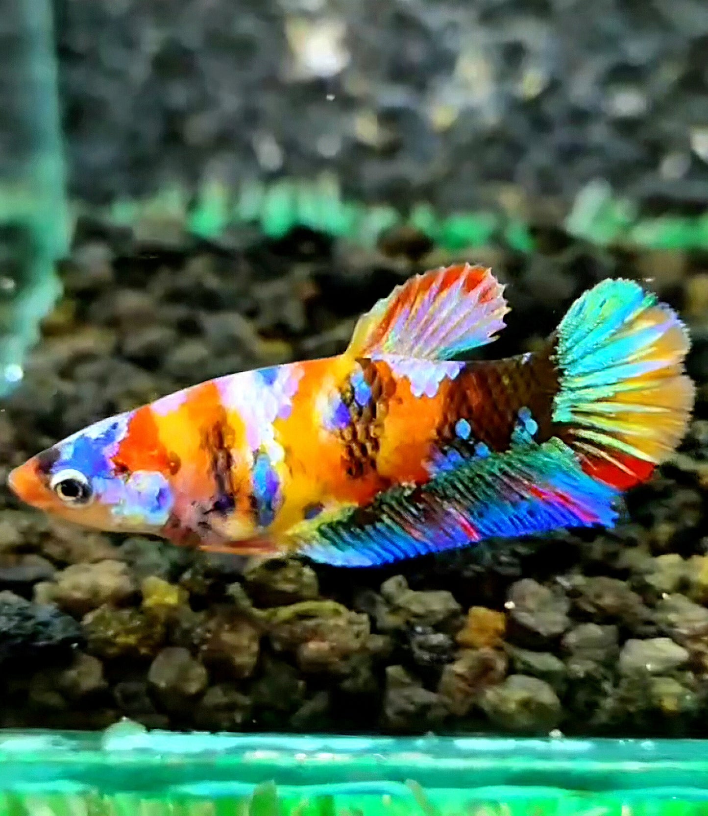 FEMALE PLAKAT GALAXY YELLOW BASED MULTICOLOR BETTA FISH