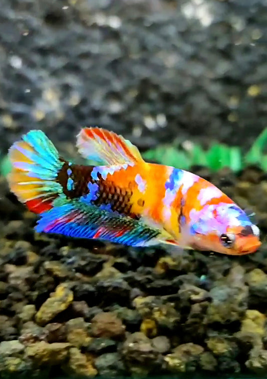 FEMALE PLAKAT GALAXY YELLOW BASED MULTICOLOR BETTA FISH