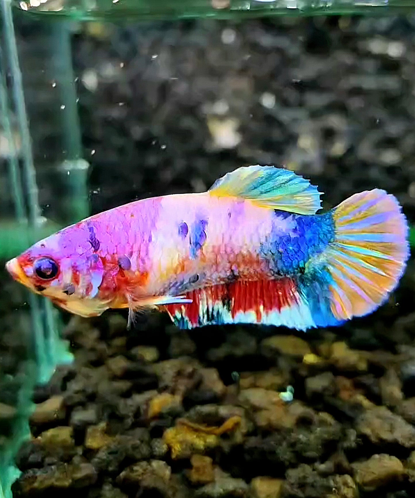 FEMALE PLAKAT PINK CANDY RAINBOW MULTICOLOR BETTA FISH