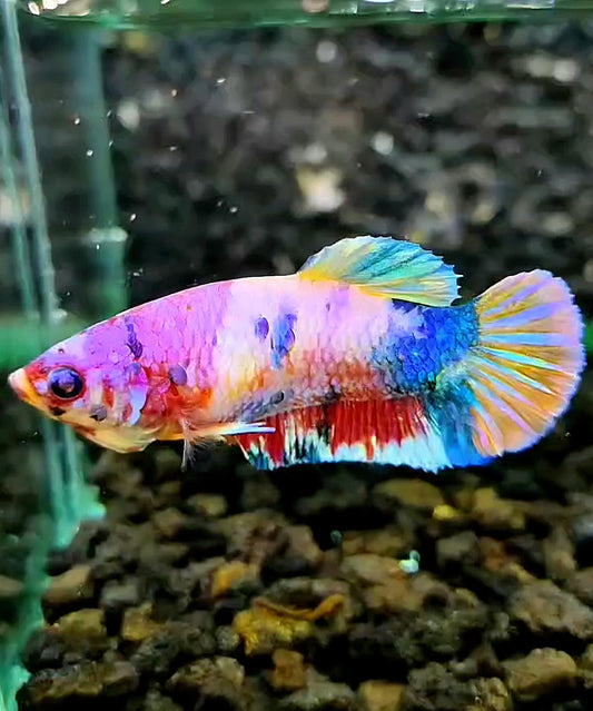 FEMALE PLAKAT PINK CANDY RAINBOW MULTICOLOR BETTA FISH