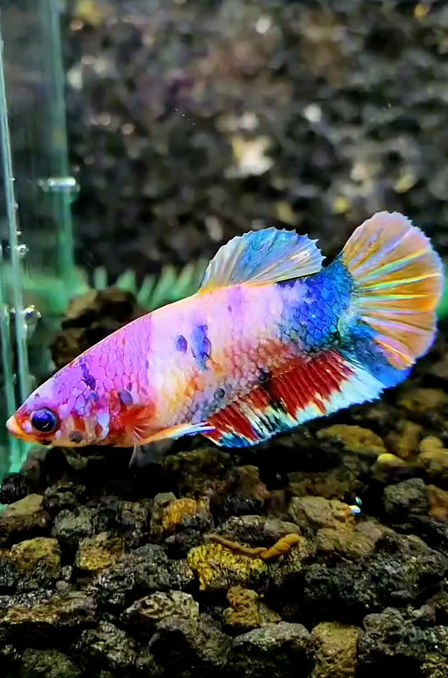 FEMALE PLAKAT PINK CANDY RAINBOW MULTICOLOR BETTA FISH