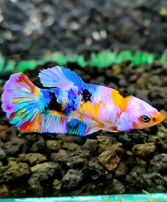 FEMALE PLAKAT CANDY GALAXY MULTICOLOR BETTA FISH