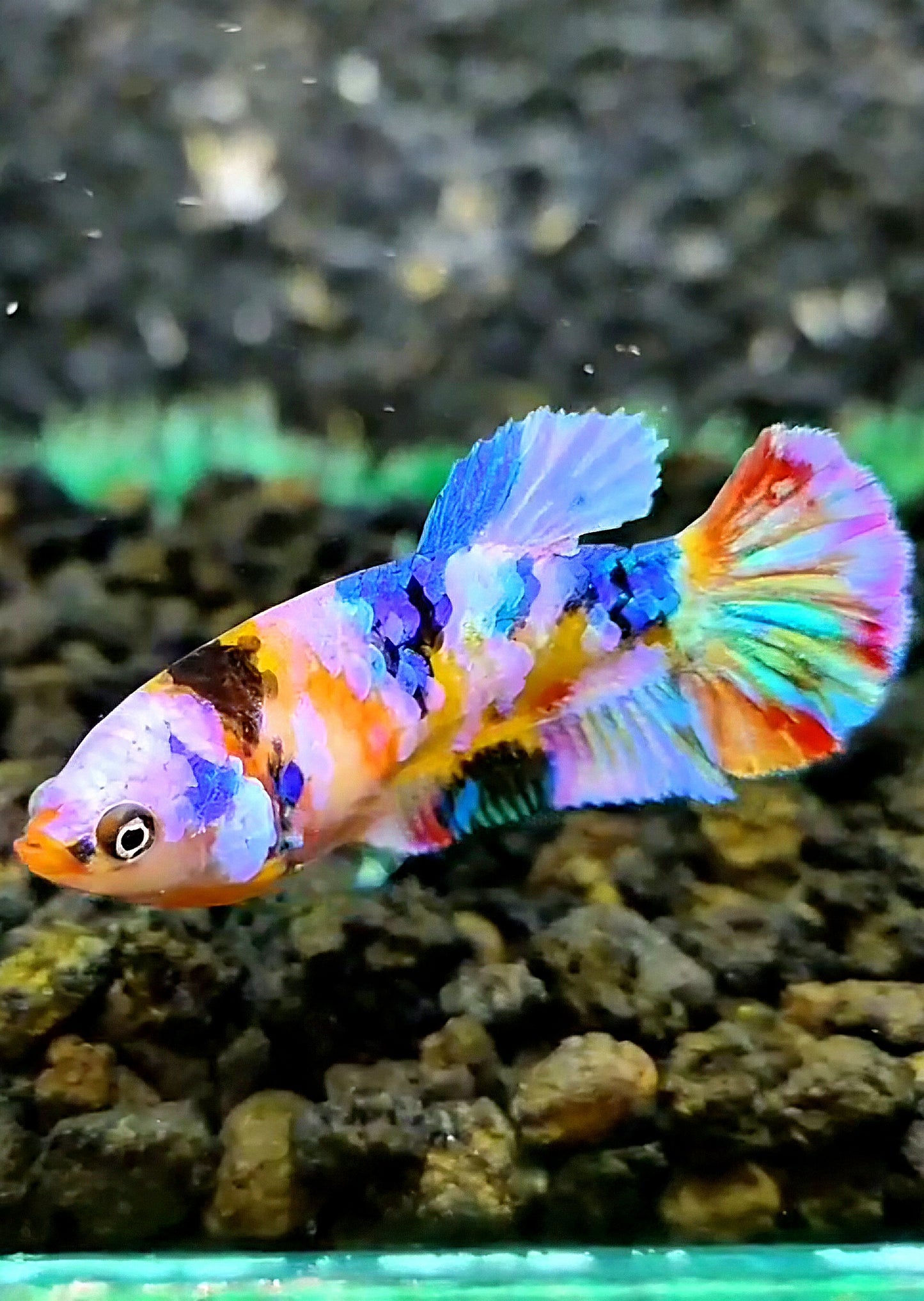FEMALE PLAKAT CANDY GALAXY MULTICOLOR BETTA FISH