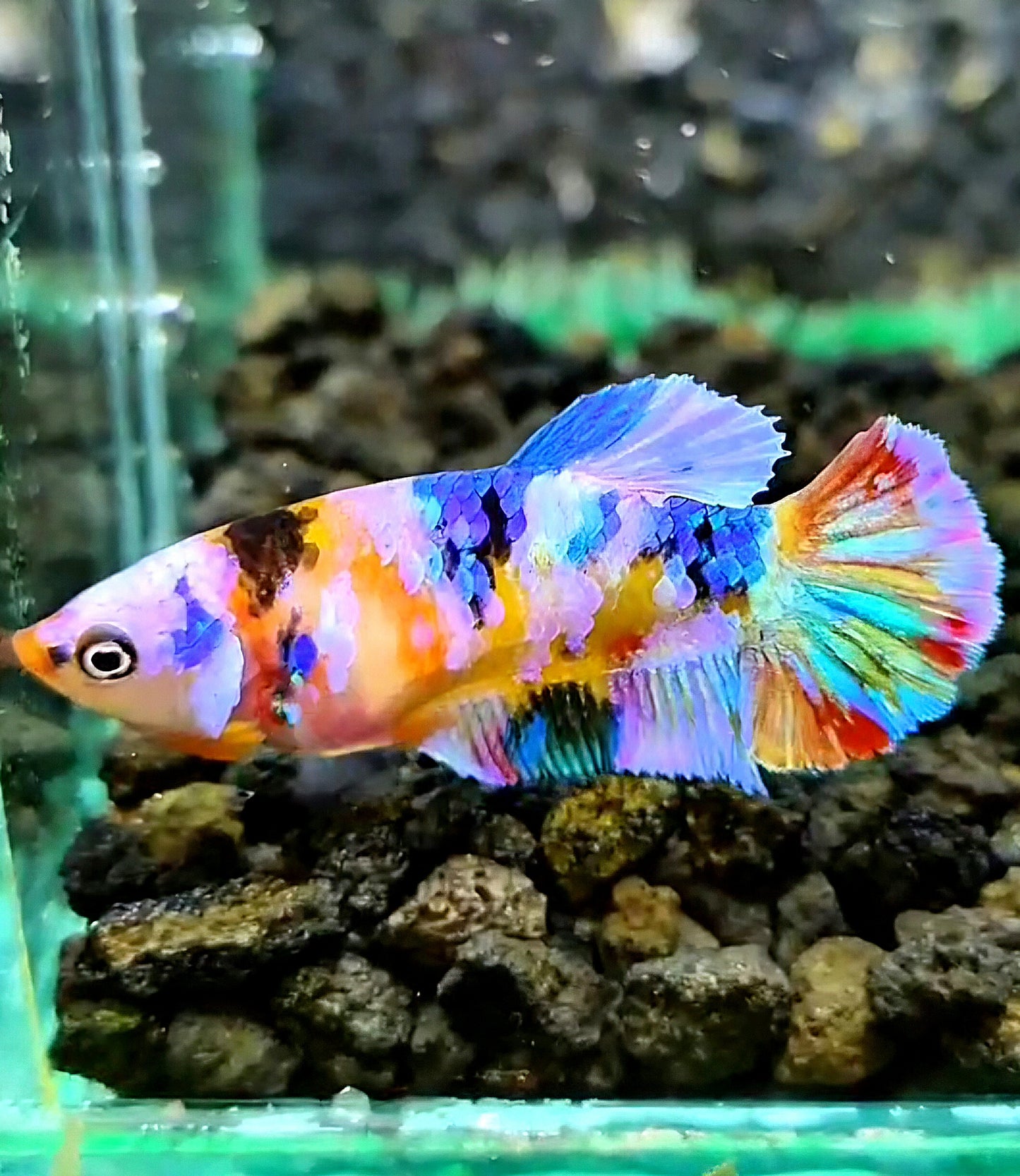 FEMALE PLAKAT CANDY GALAXY MULTICOLOR BETTA FISH