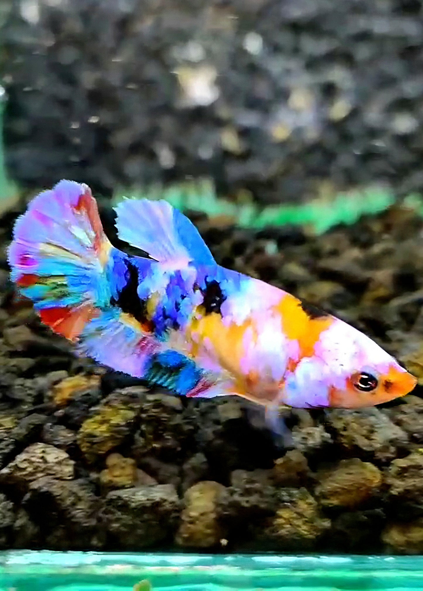 FEMALE PLAKAT CANDY GALAXY MULTICOLOR BETTA FISH