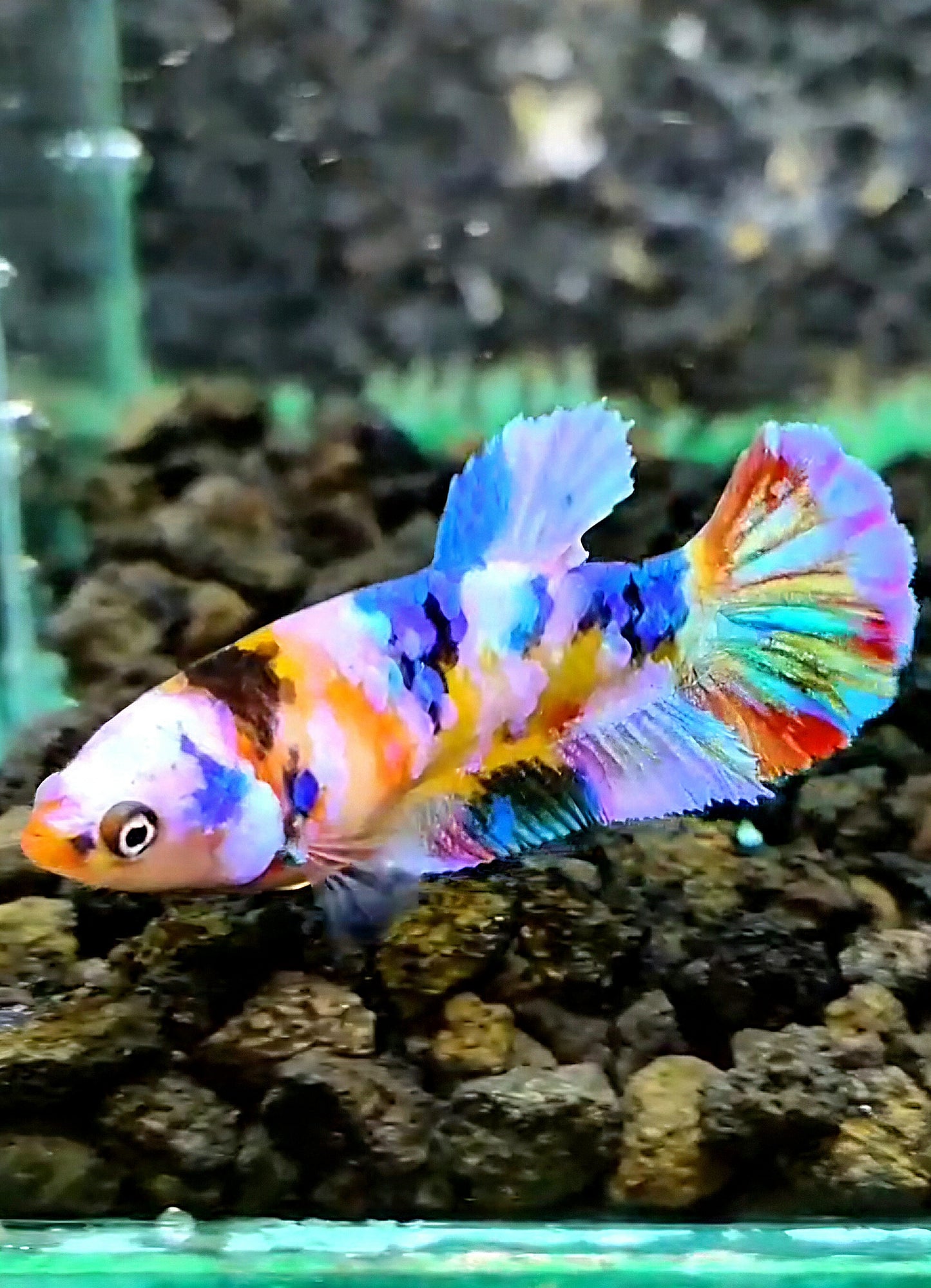 FEMALE PLAKAT CANDY GALAXY MULTICOLOR BETTA FISH