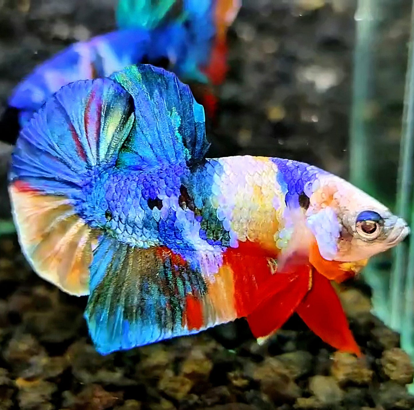 PLAKAT GALAXY MULTICOLOR BETTA FISH