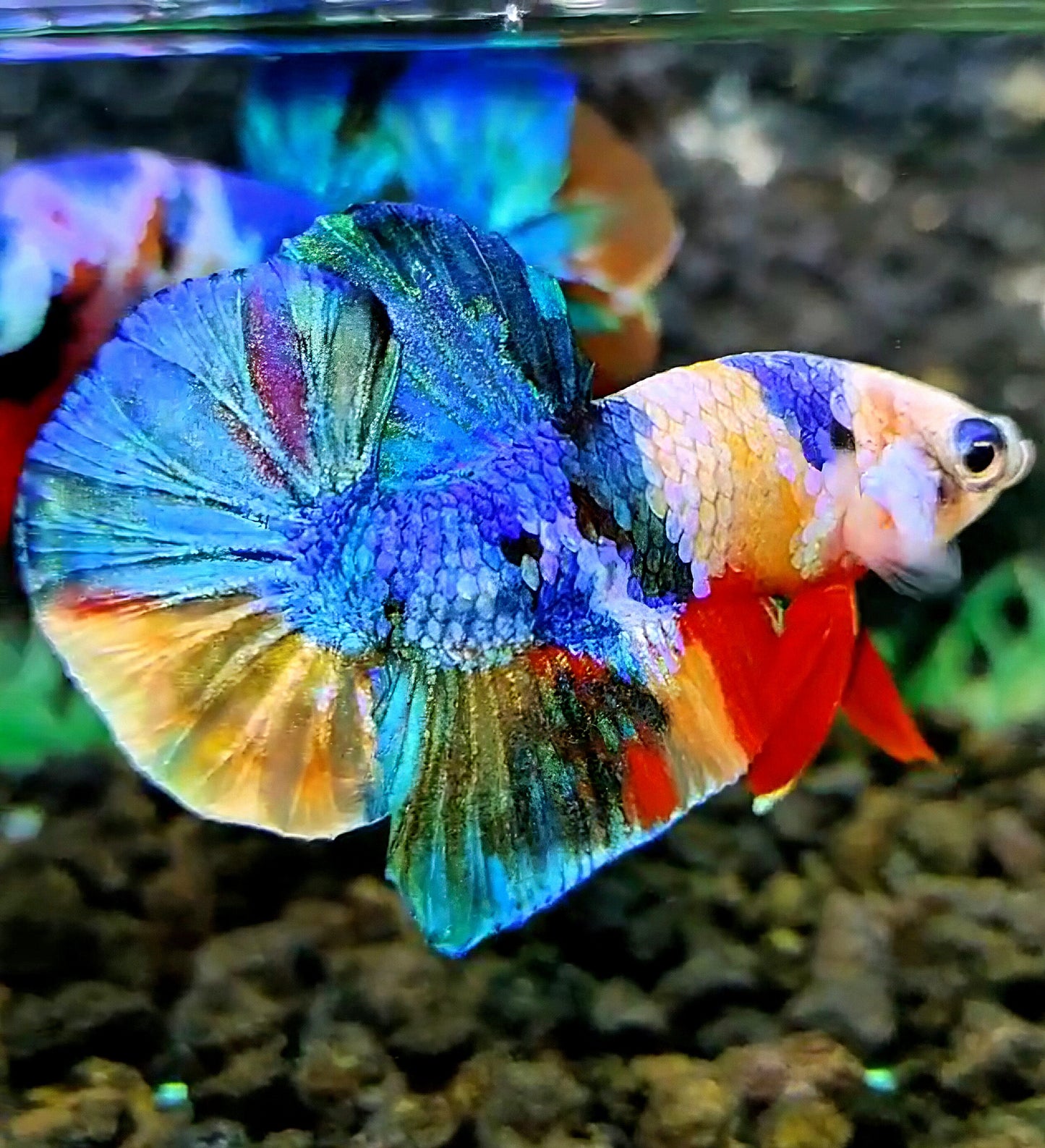 PLAKAT GALAXY MULTICOLOR BETTA FISH