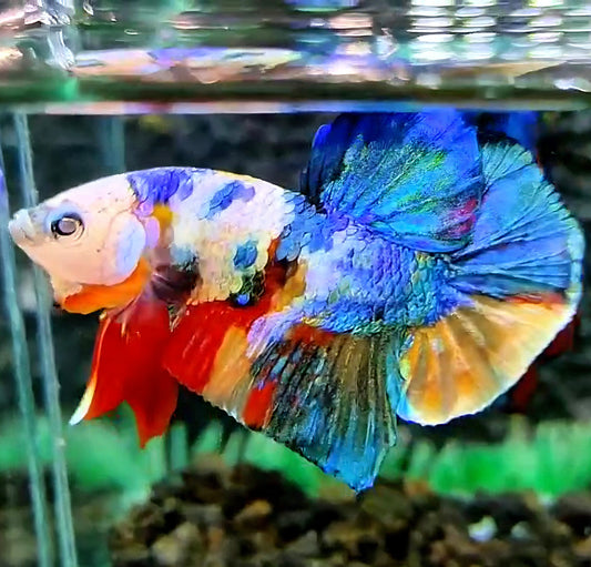 PLAKAT GALAXY MULTICOLOR BETTA FISH