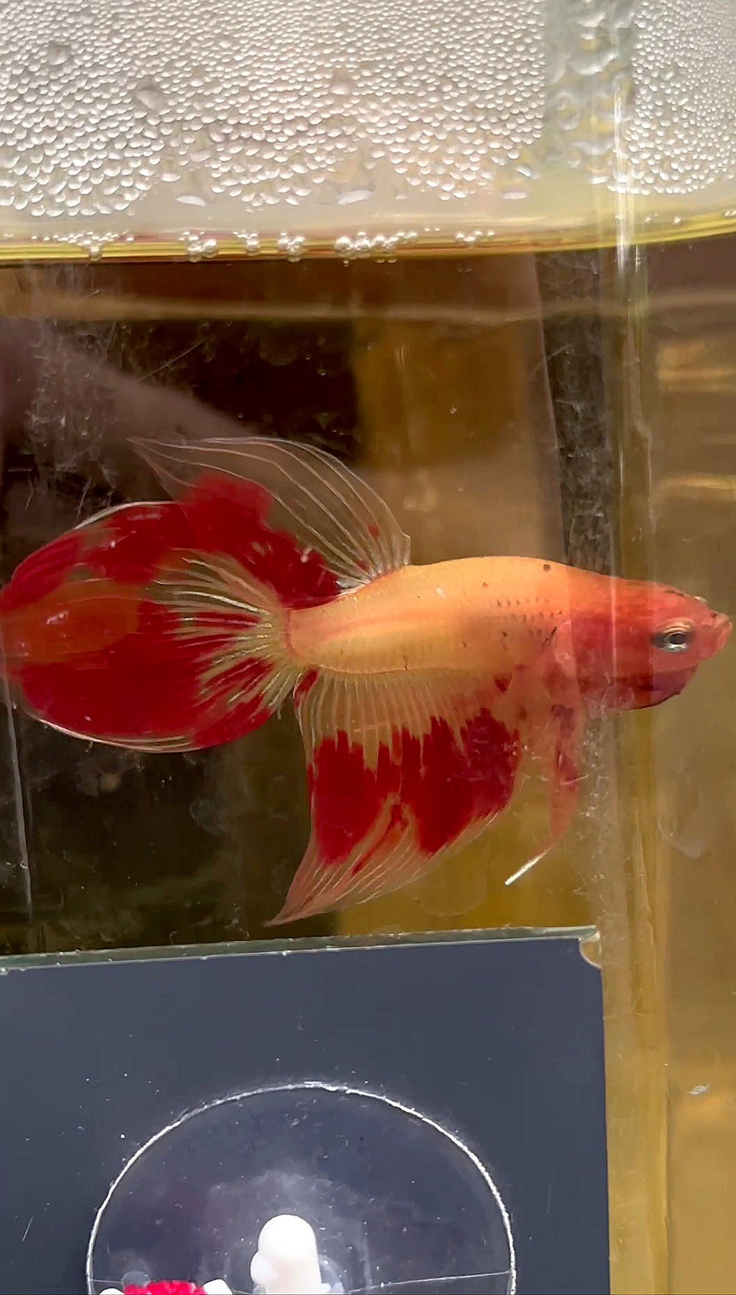 VEILTAIL ARMAGEDDON FIRE BETTA FISH