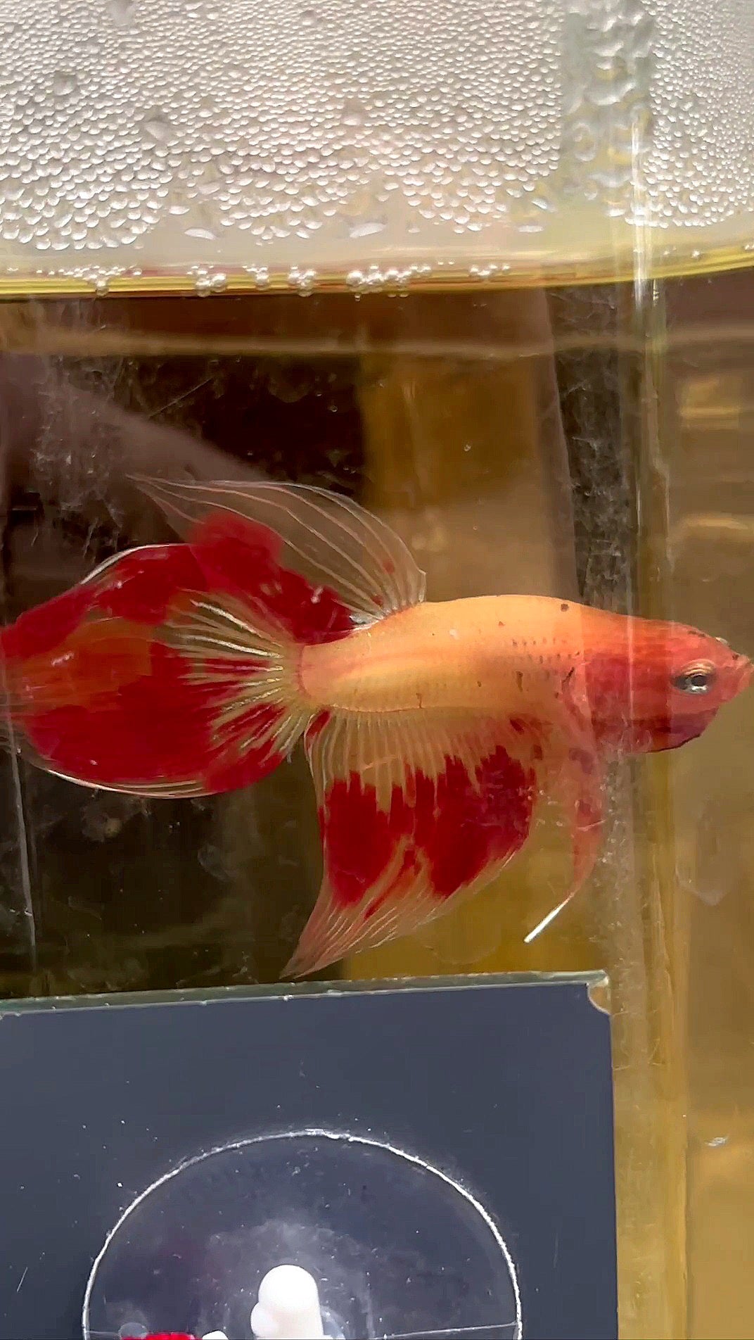 VEILTAIL ARMAGEDDON FIRE BETTA FISH