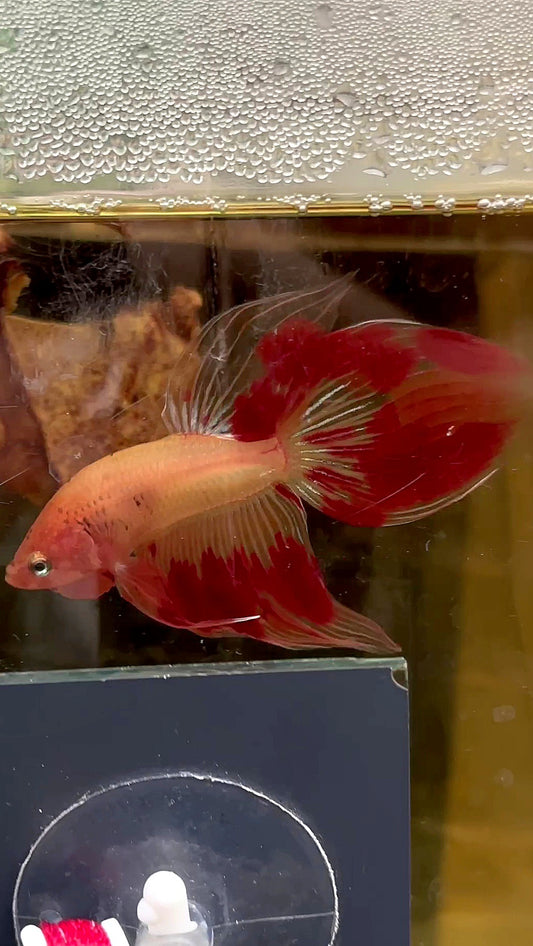 VEILTAIL ARMAGEDDON FIRE BETTA FISH