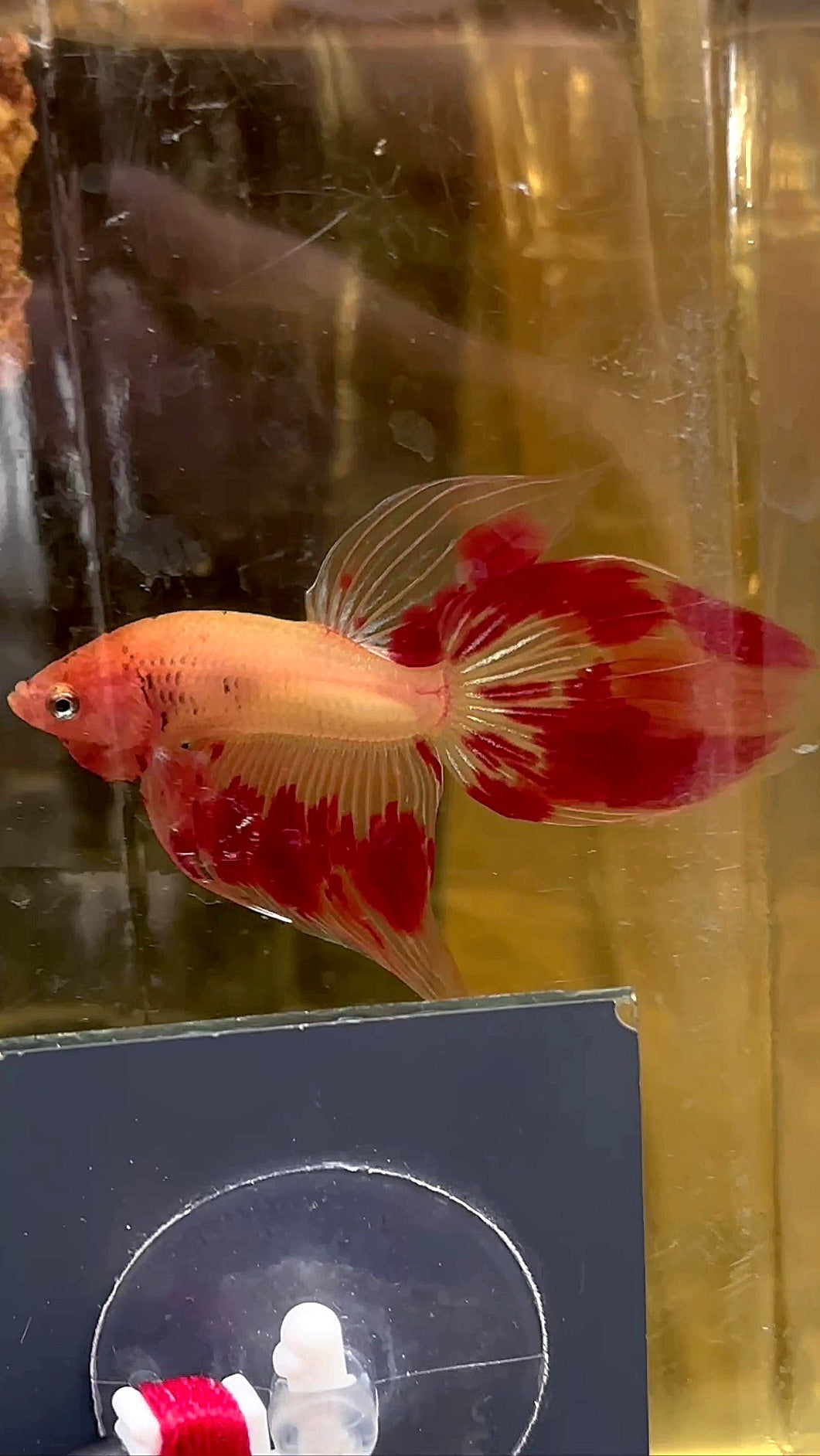 VEILTAIL ARMAGEDDON FIRE BETTA FISH