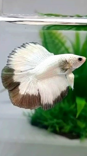 LUXURY HALFMOON DOUBLE TAIL COPPER RIM  BETTA FISH