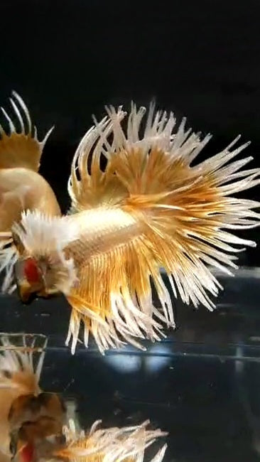 LUXURY CROWNTAIL DUMBO EAR GOLD BUTTERFLY BETTA FISH