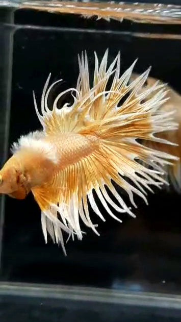 LUXURY CROWNTAIL DUMBO EAR GOLD BUTTERFLY BETTA FISH