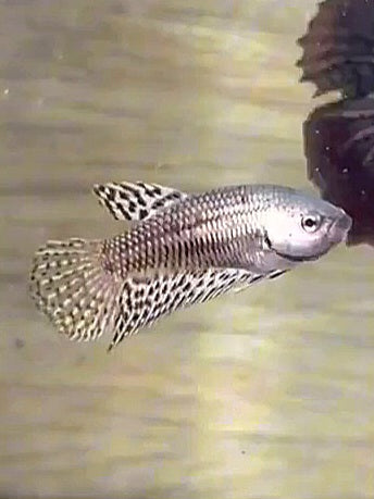 LUXURY FEMALE HALFMOON ALIEN COPPER HYBRID WILD BETTA BETTA FISH