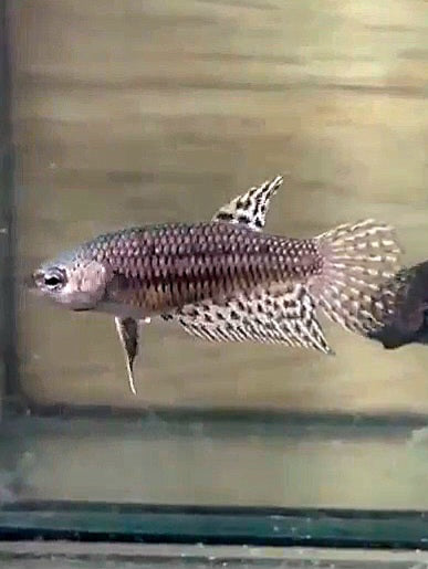 LUXURY FEMALE HALFMOON ALIEN COPPER HYBRID WILD BETTA BETTA FISH
