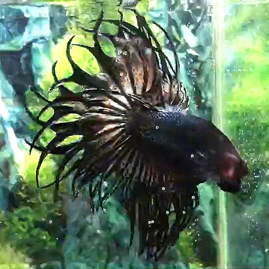 LUXURY KING CROWNTAIL COPPER BETTA FISH