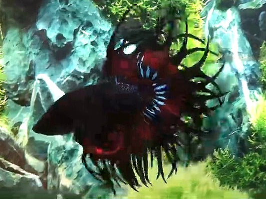 LUXURY KING CROWNTAIL BLACK VAMPIRE PATTERN BETTA FISH