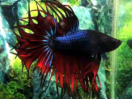 LUXURY KING CROWNTAIL BLACK VAMPIRE BETTA FISH